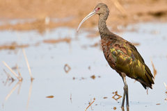 White-faced Ibis